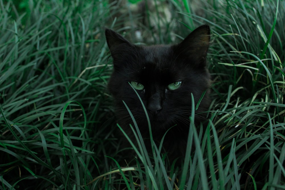 black cat hiding behind green grass