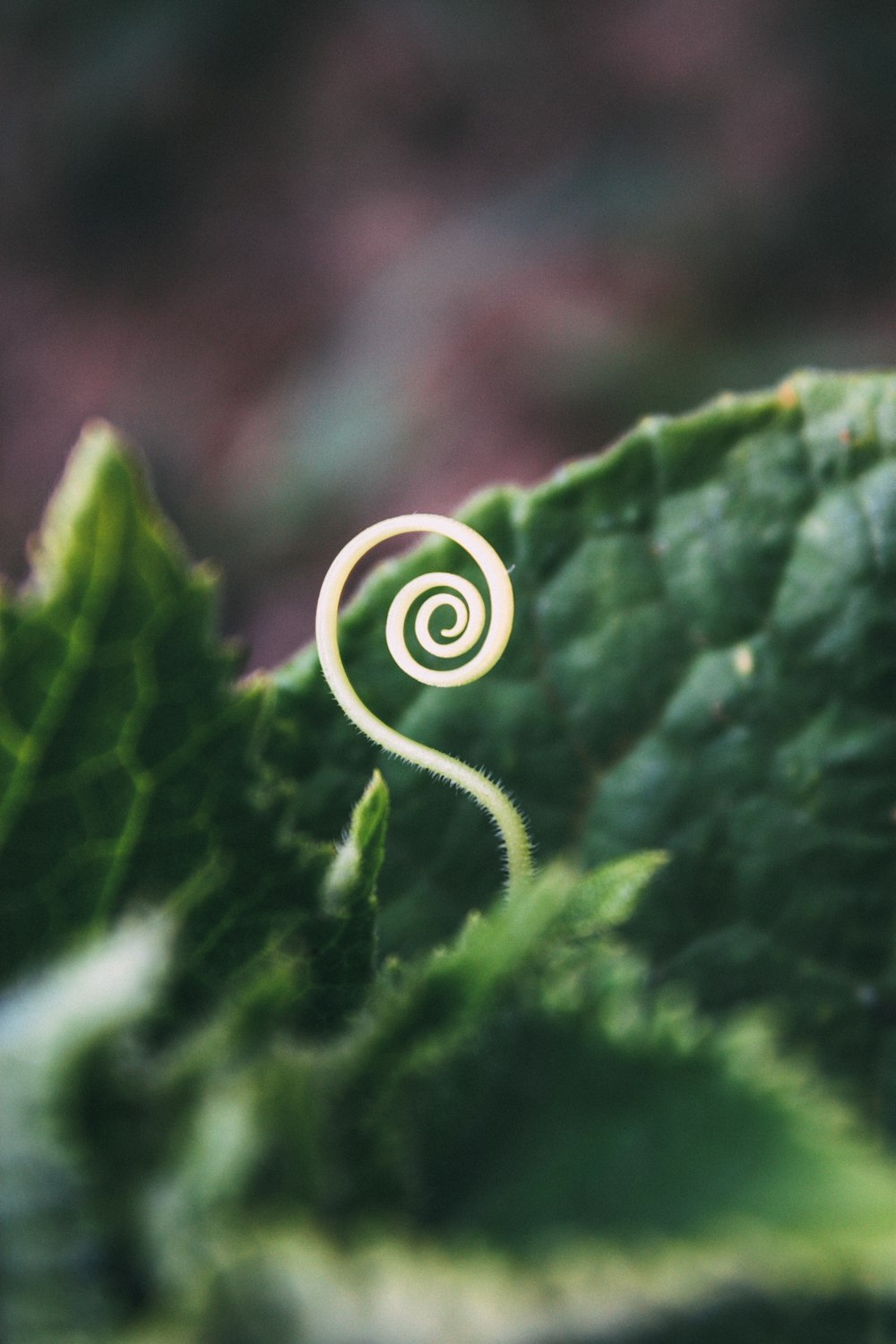 macro photography of green leaves