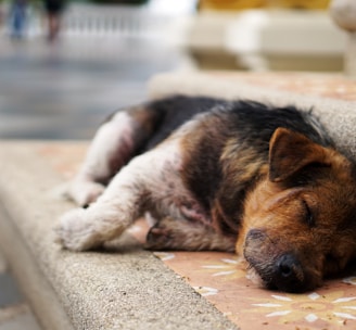 puppy lying on stair