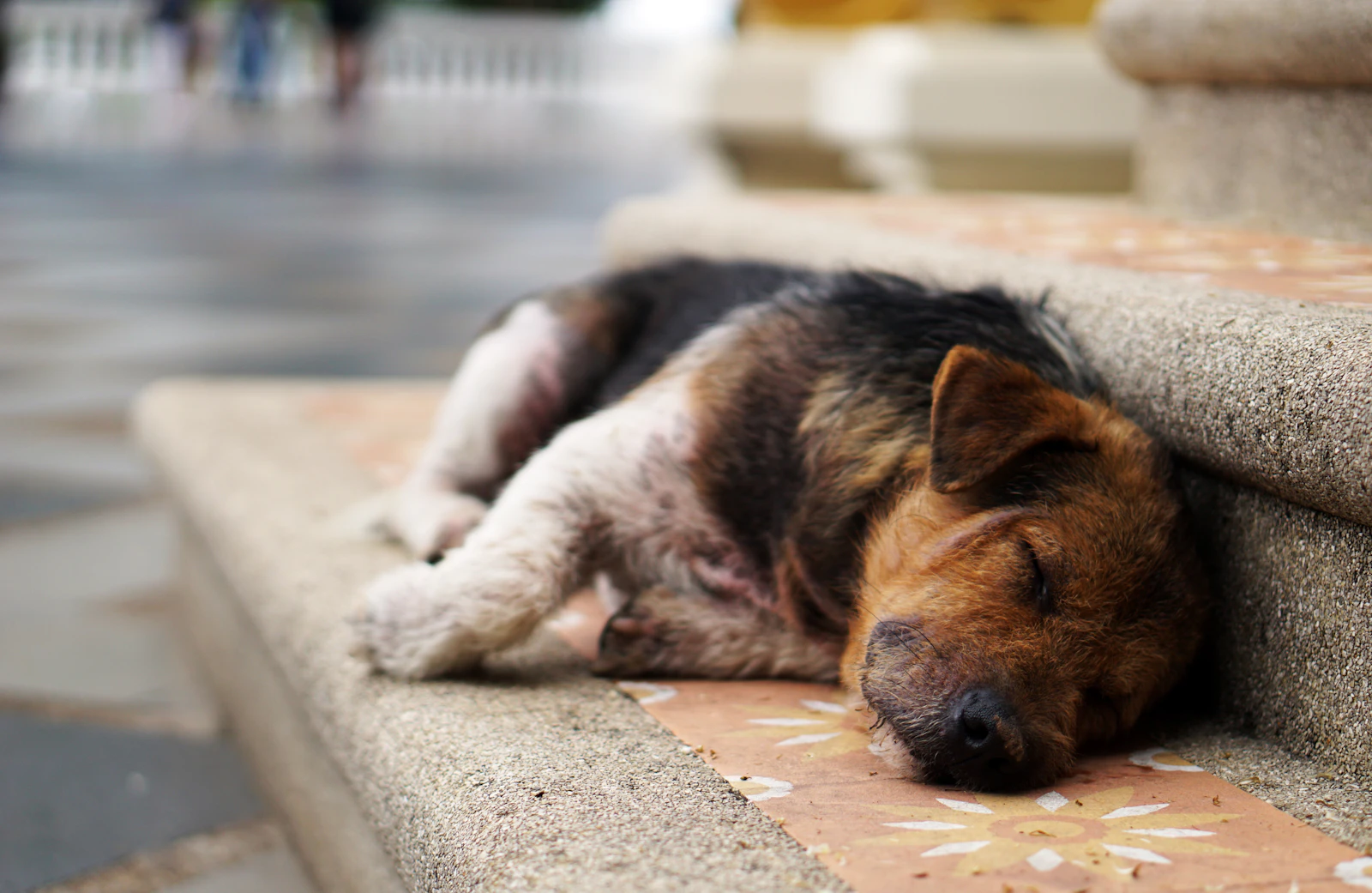 Water Fountains and Hydration for Senior Pets: Measure First, Then Buy