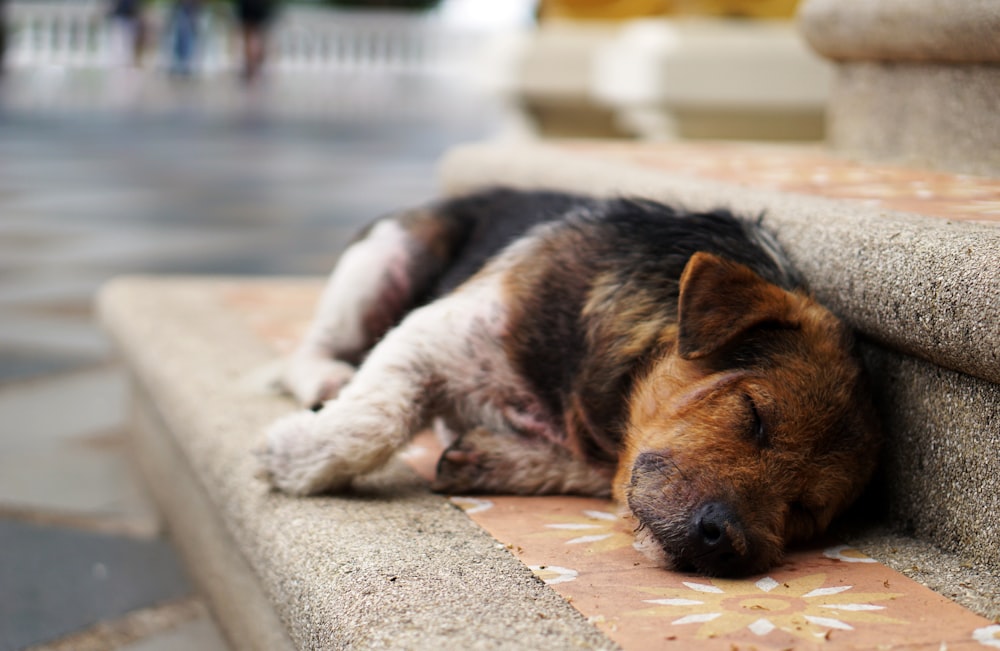 chiot couché sur l’escalier