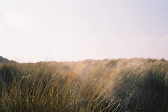 A serene sunlit field with tall grasses gently swaying under a soft blue sky.