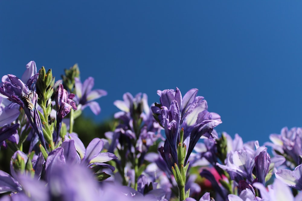 fleurs violettes pendant la journée