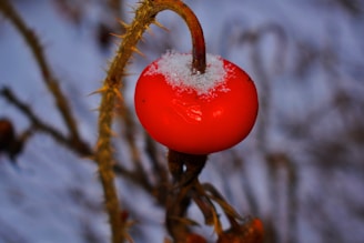 A bright red fruit, covered with a thin layer of snow, is attached to a thorny stem. The background features a blurred outdoor winter scene, highlighting the contrast between the red fruit and the white snow.