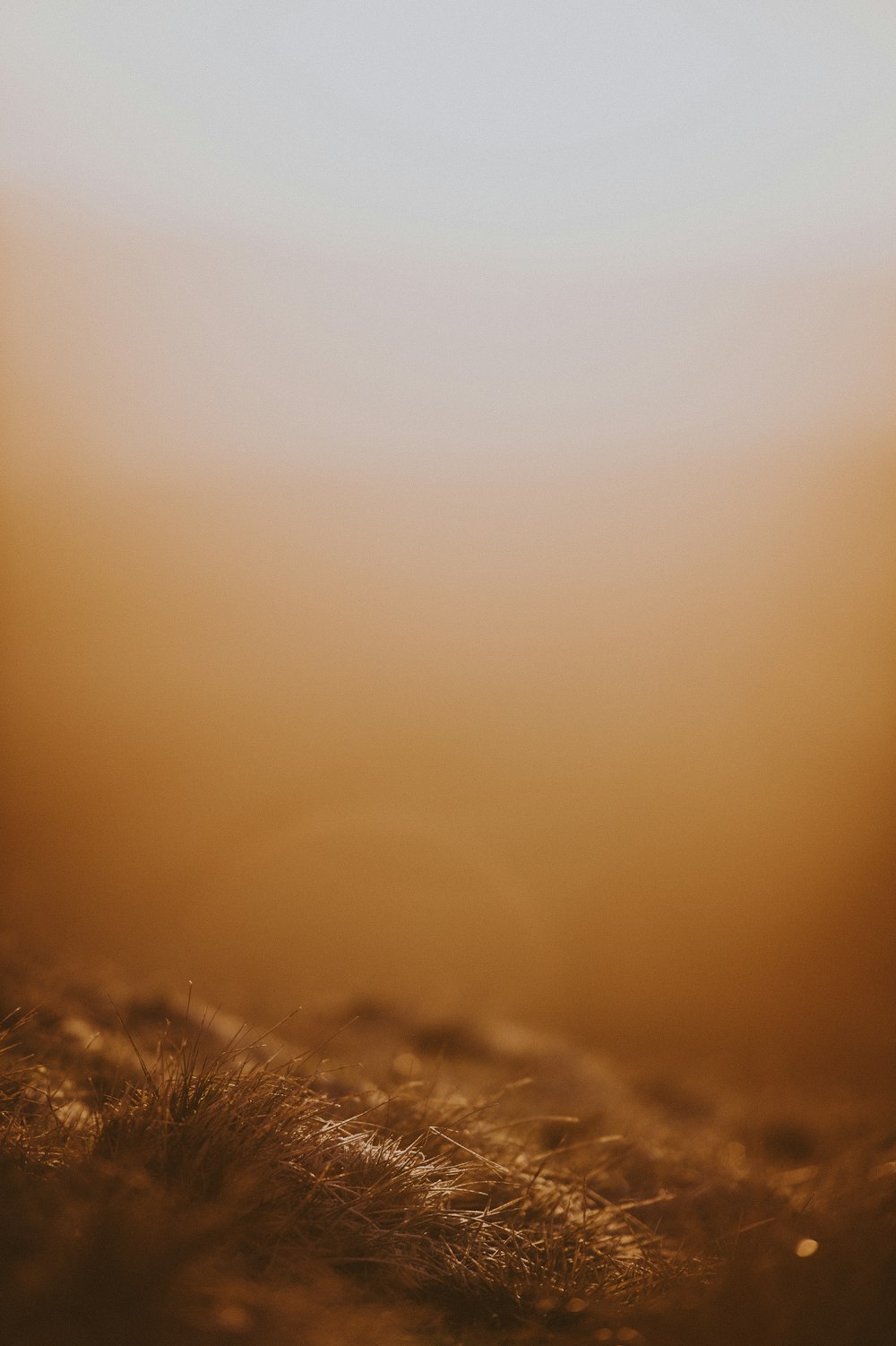 Una foto borrosa de un campo de hierba