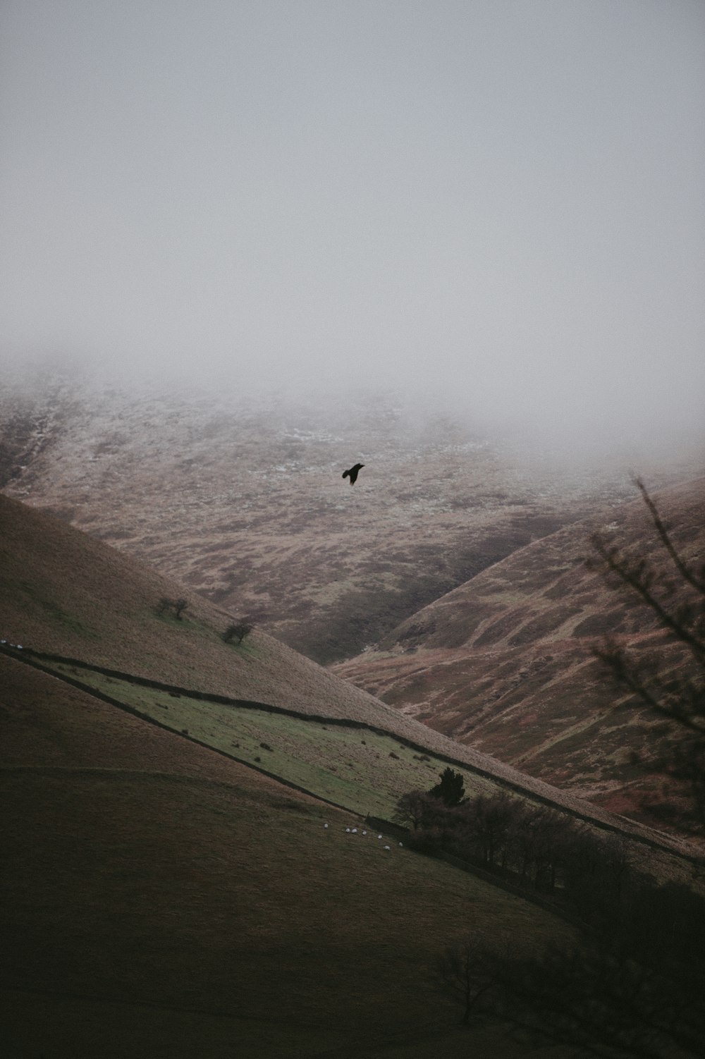 bird flying above mountain