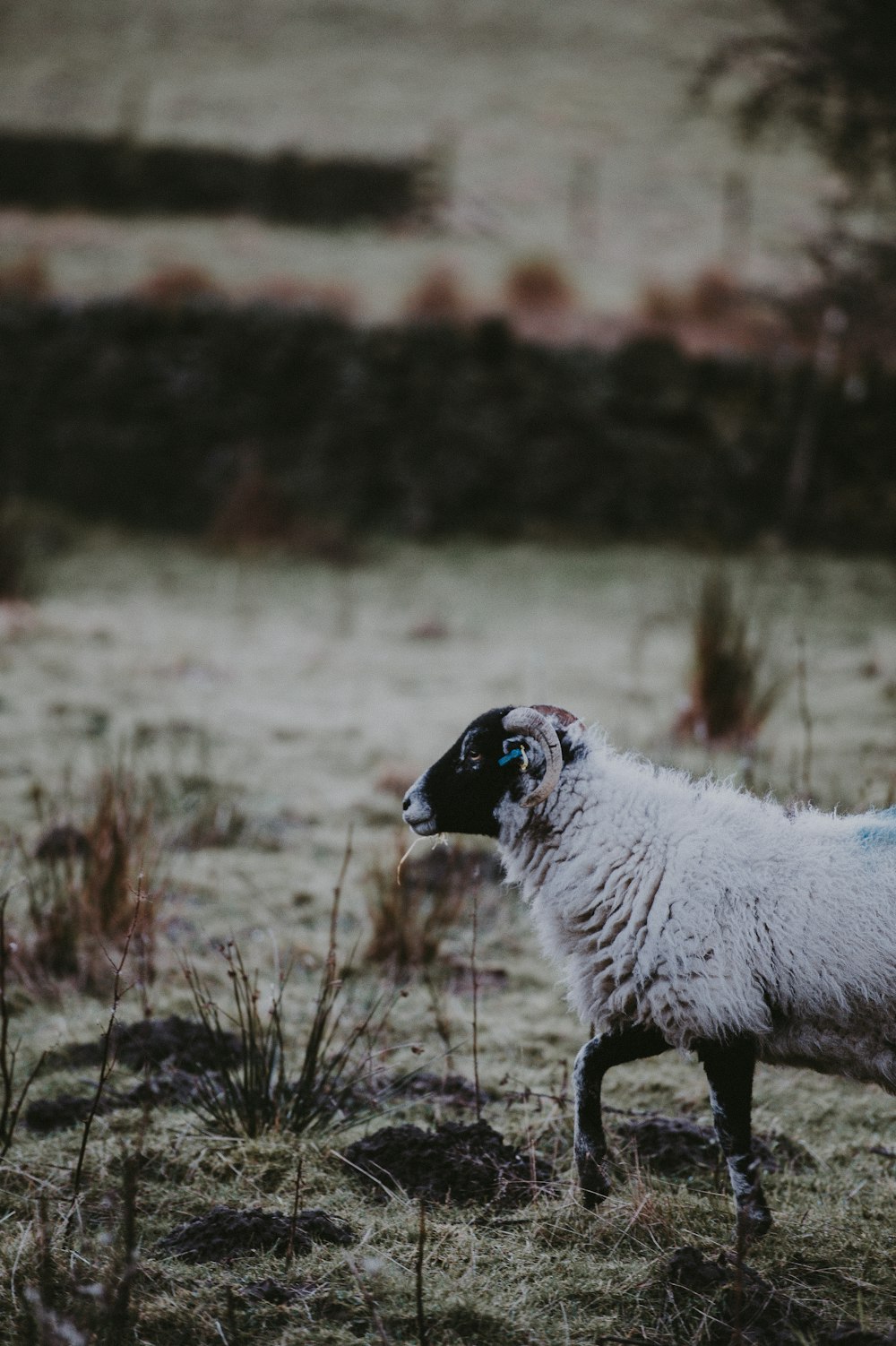 sheep near green grass