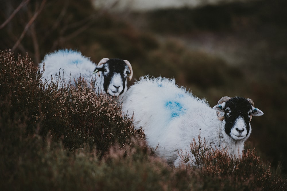 two white goats on grass