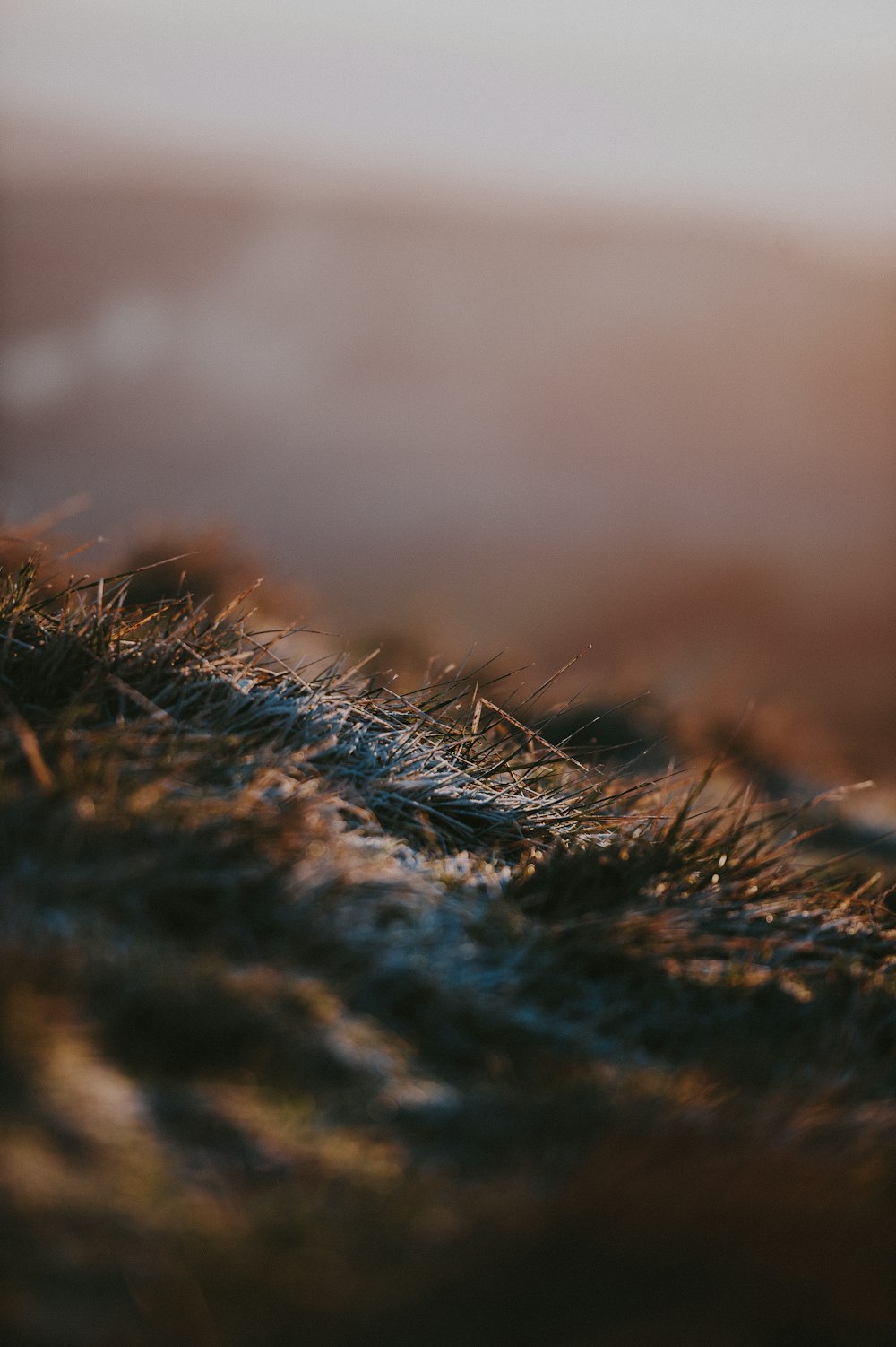 a blurry photo of grass and dirt