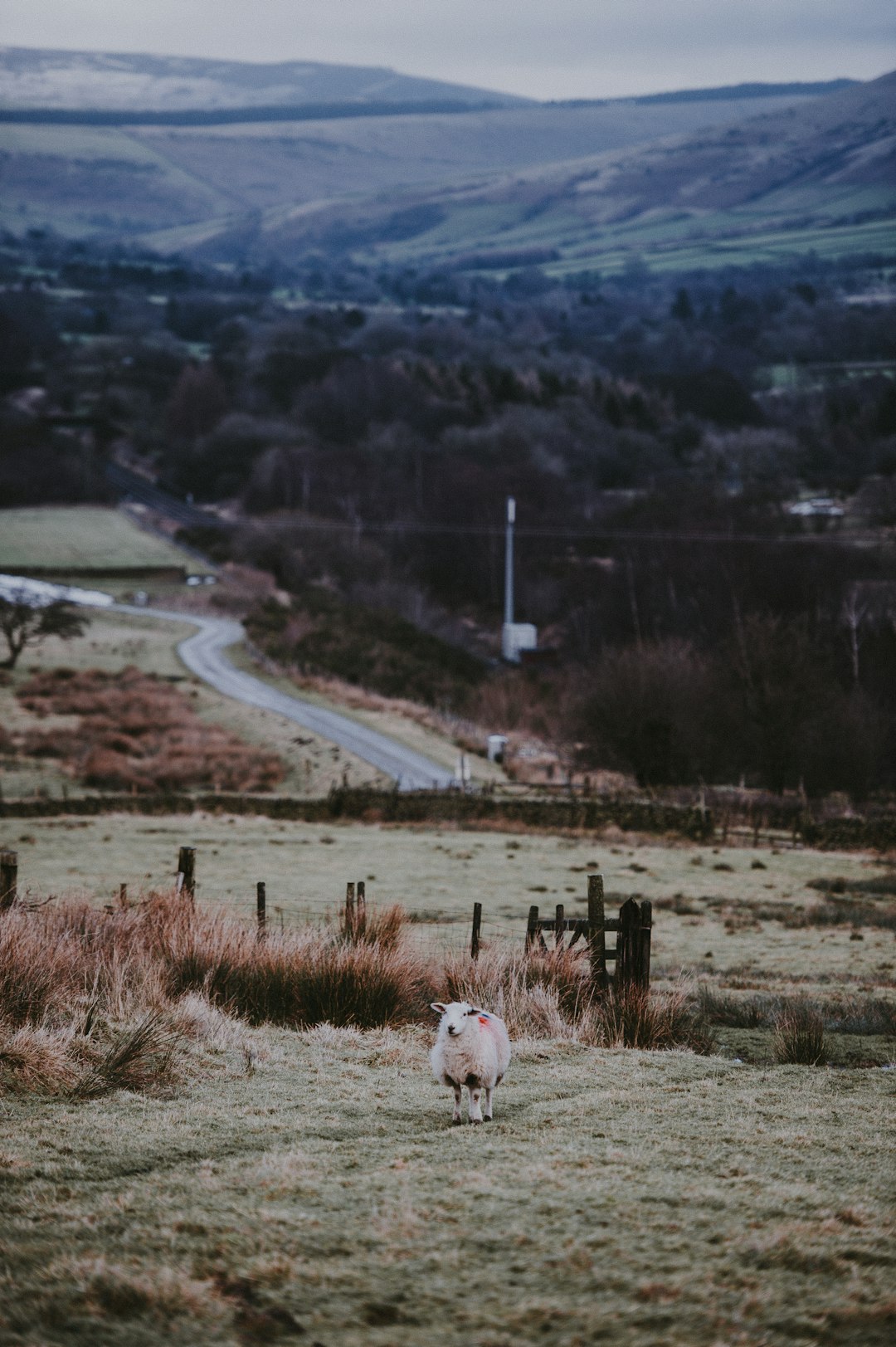 sheep on green grass