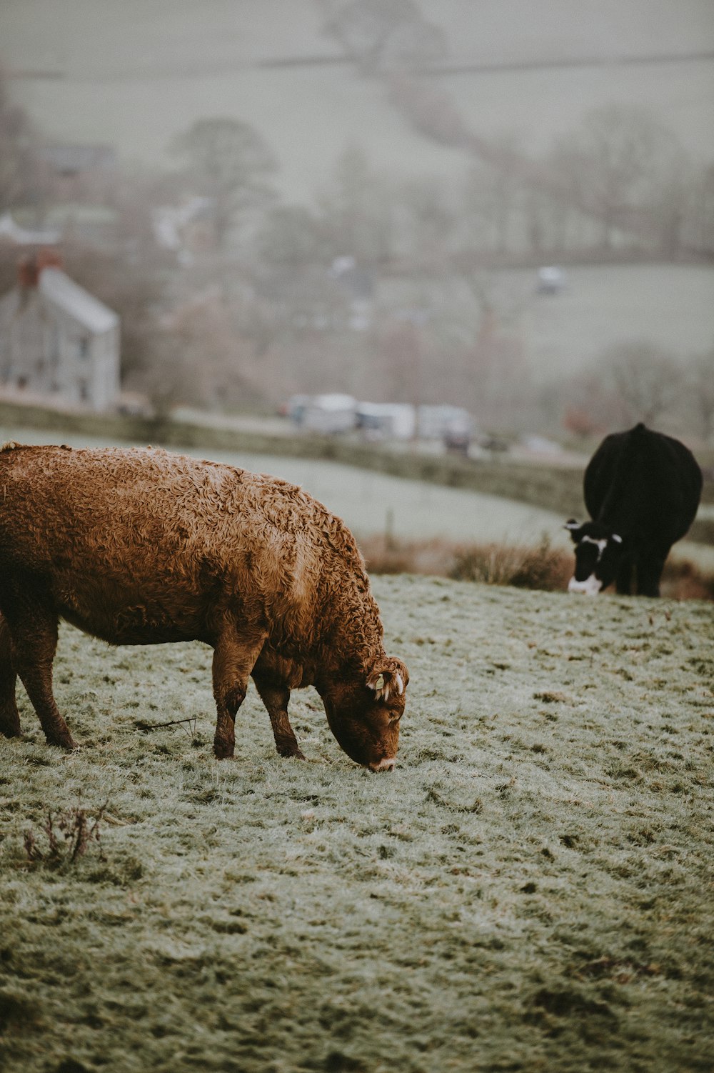 brown lamb near black cattle on green grass at daytime