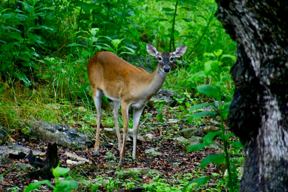 brown deer in forest