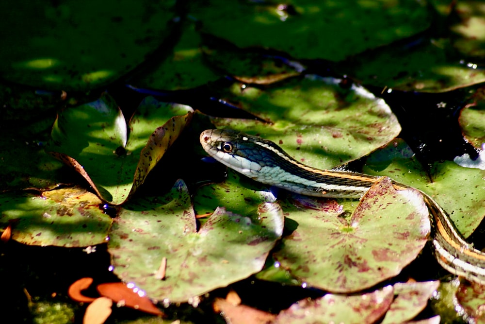 yellow, white, and black snake on lily plant