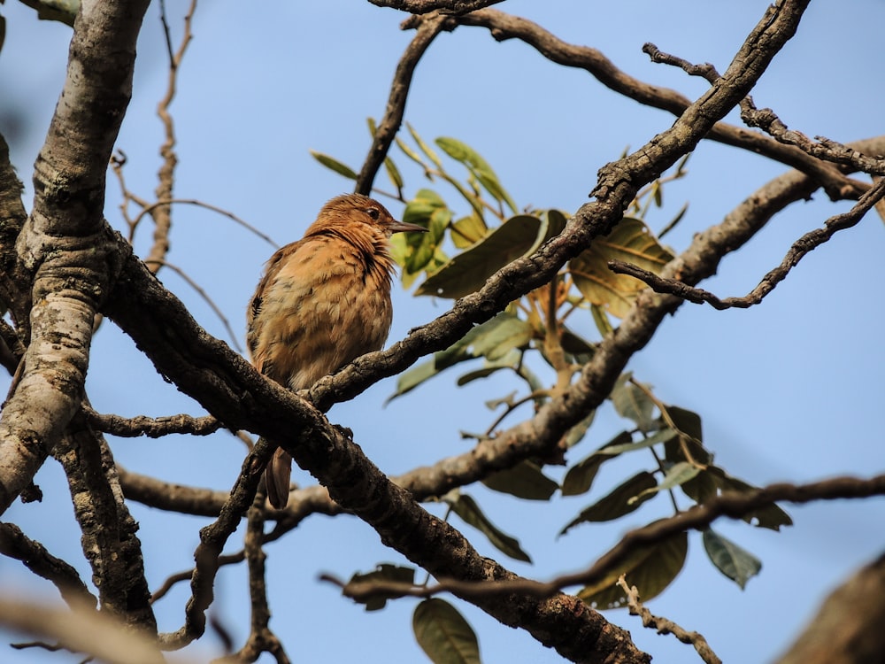 oiseau brun à bec court perché sur une branche