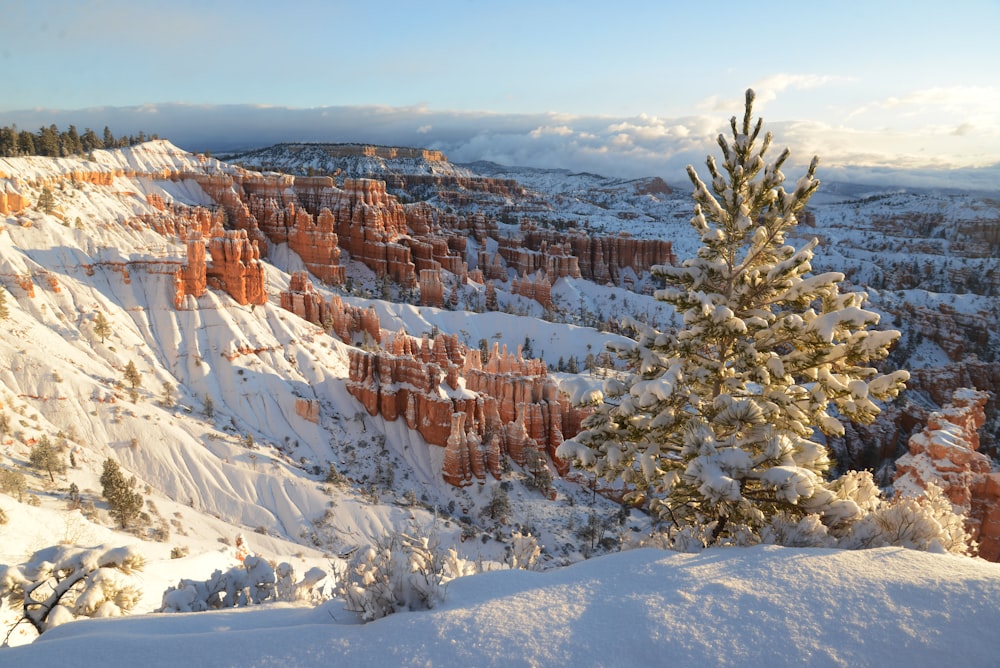 green tree covered with snow