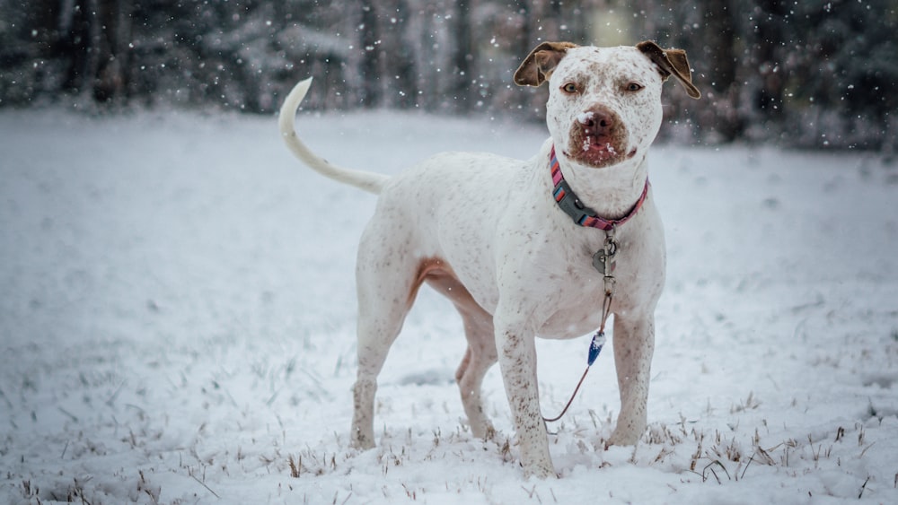 chien blanc à poil long