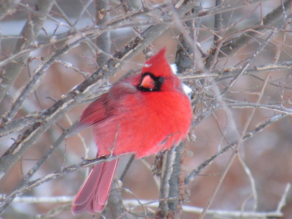 red cardinal bird on bare tree branch during daytime