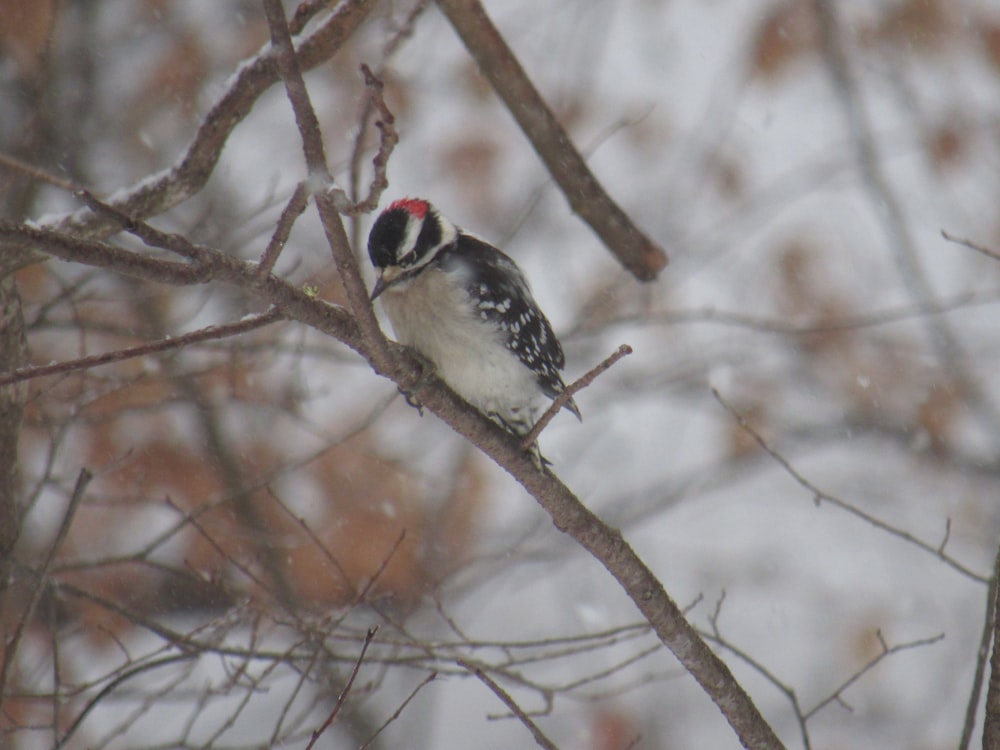 white and black bird on tree branch on selective focus photography