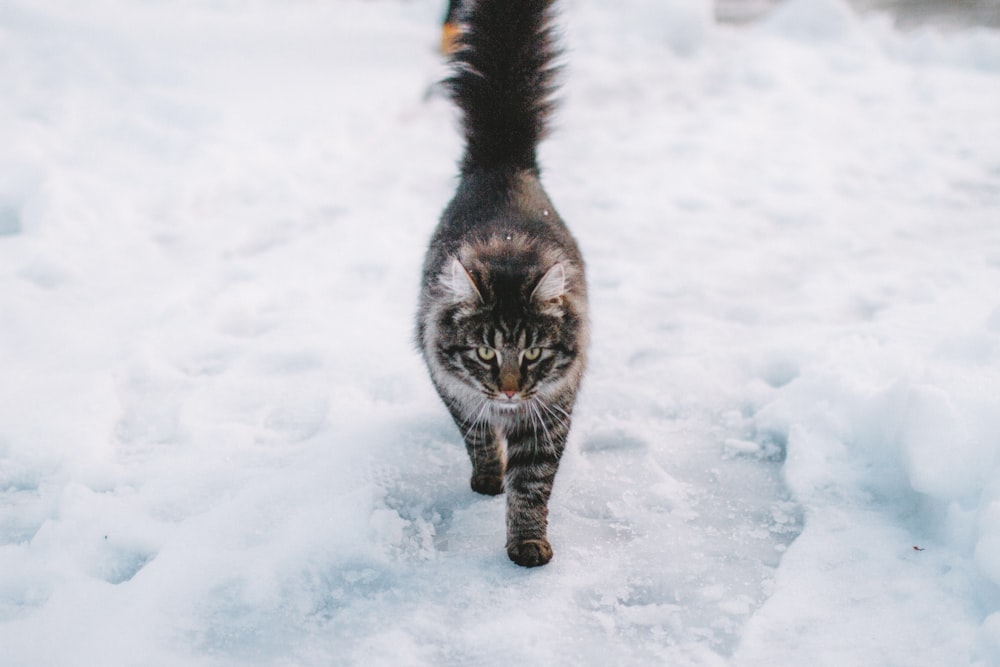 chat Maine Coon brun