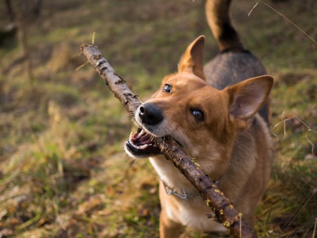 A dog with a reddish-brown and white coat is playfully biting onto a large stick. Its ears are perked up and its tail is slightly curled. The background features a grassy area with scattered leaves and twigs.