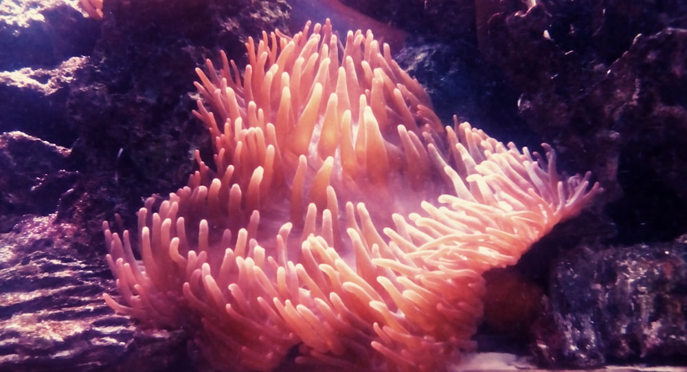 Uma anêmona do mar laranja e branca em um aquário