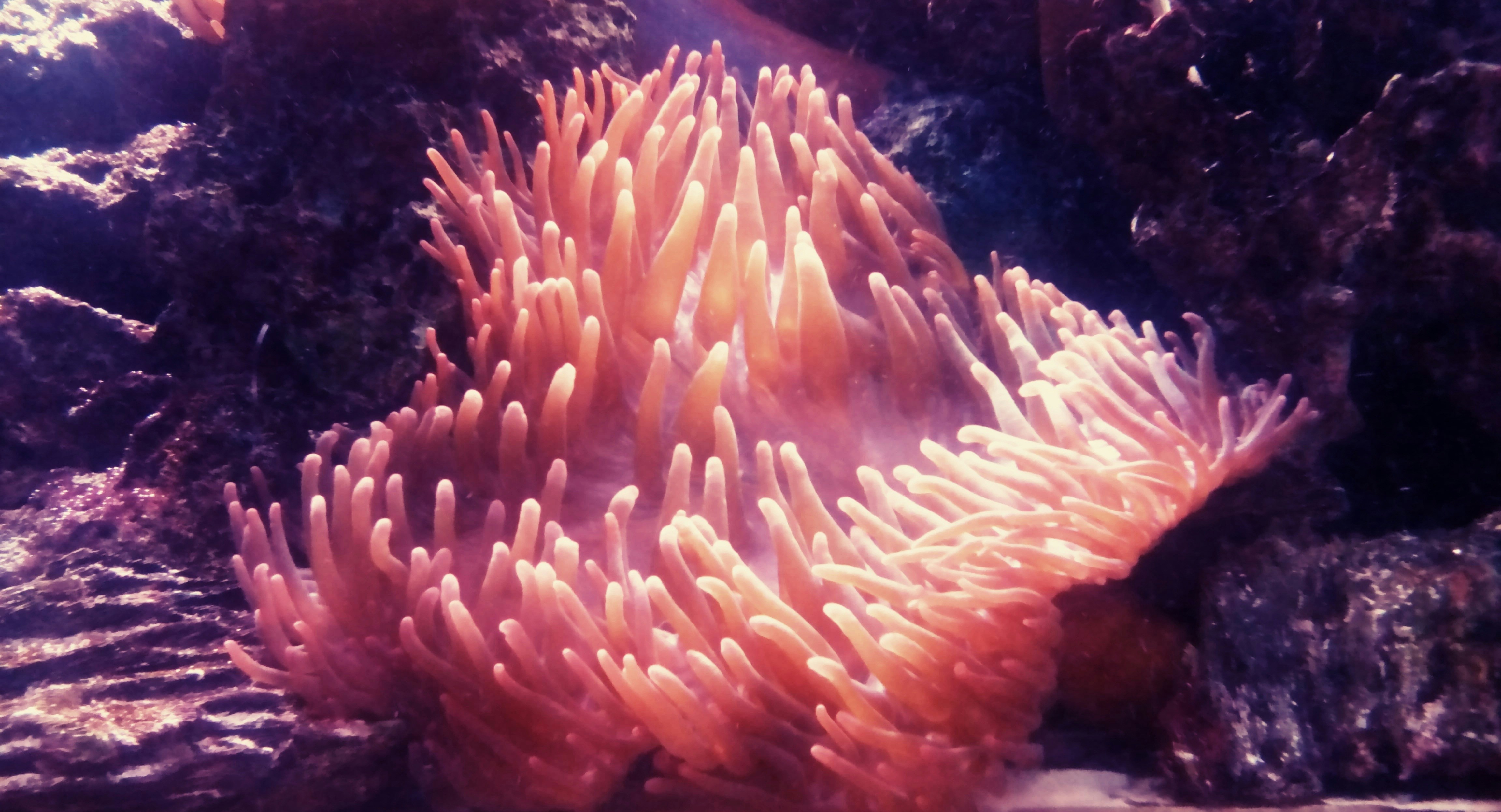 anemone