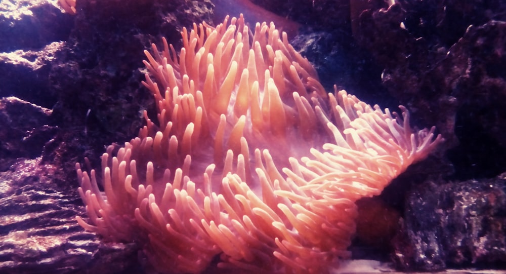 an orange and white sea anemone in an aquarium