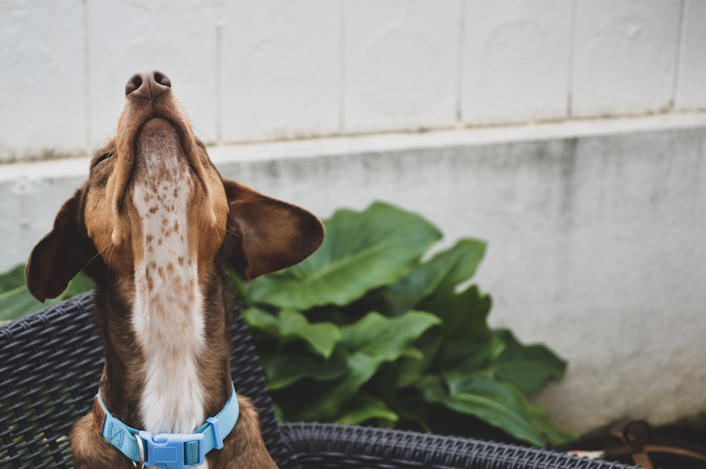 long-coated brown dog during daytime