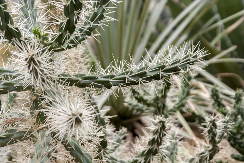 green cactus