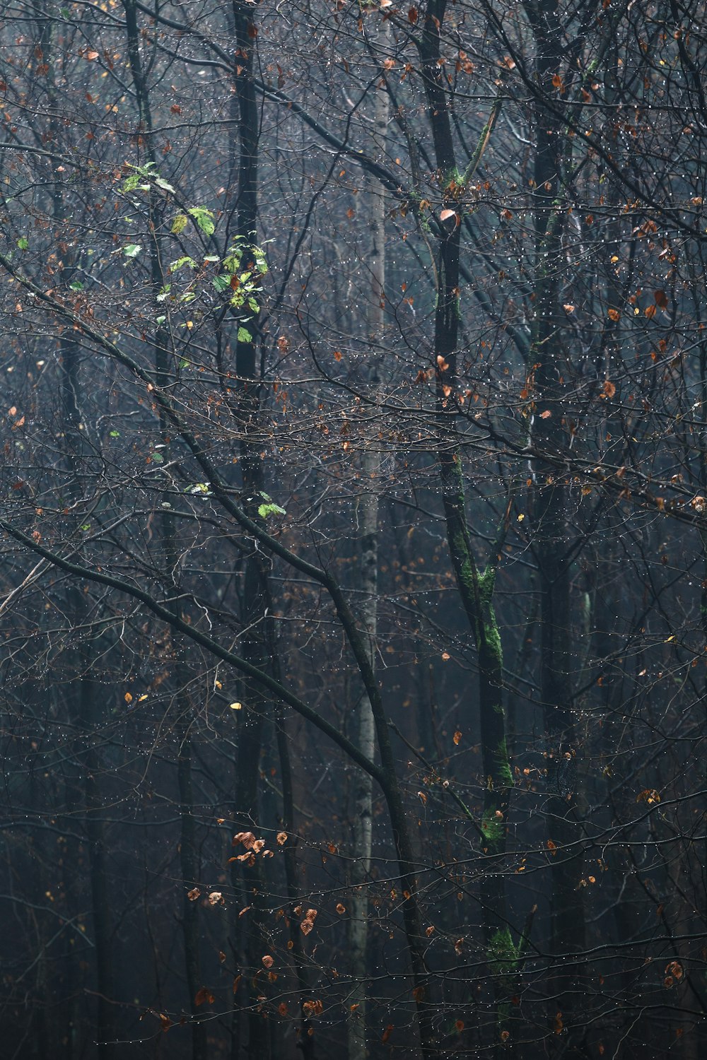 green trees