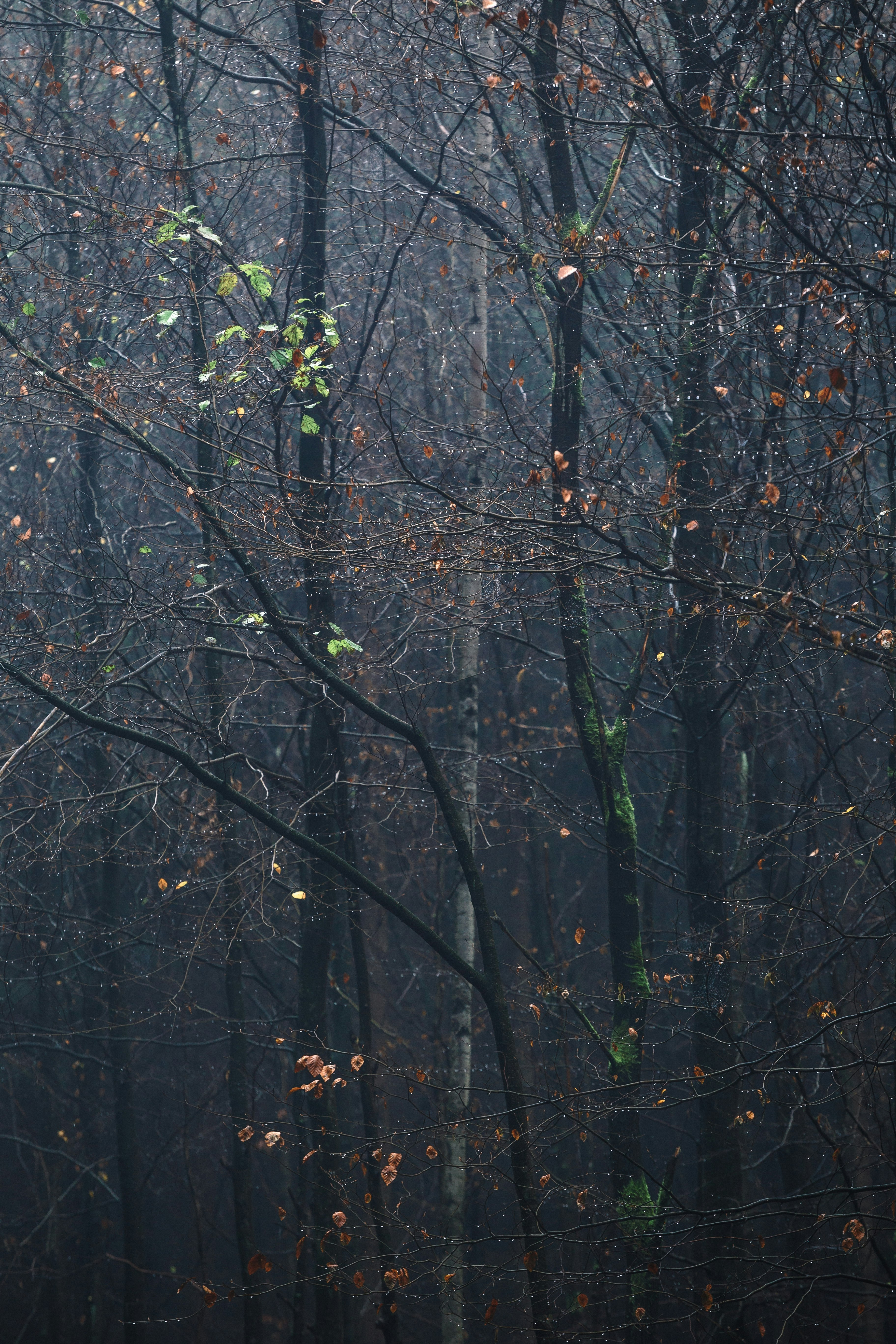 green trees