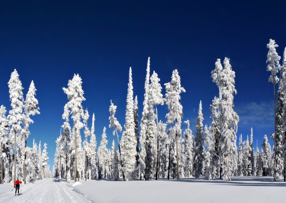 snow forest