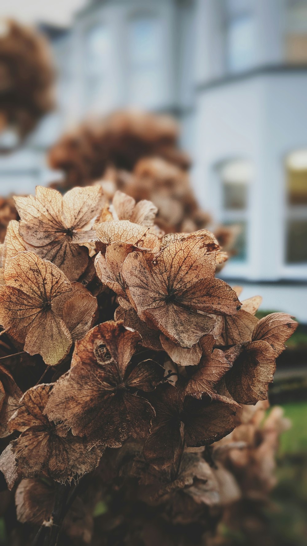 brown petaled flowers in closeup photography