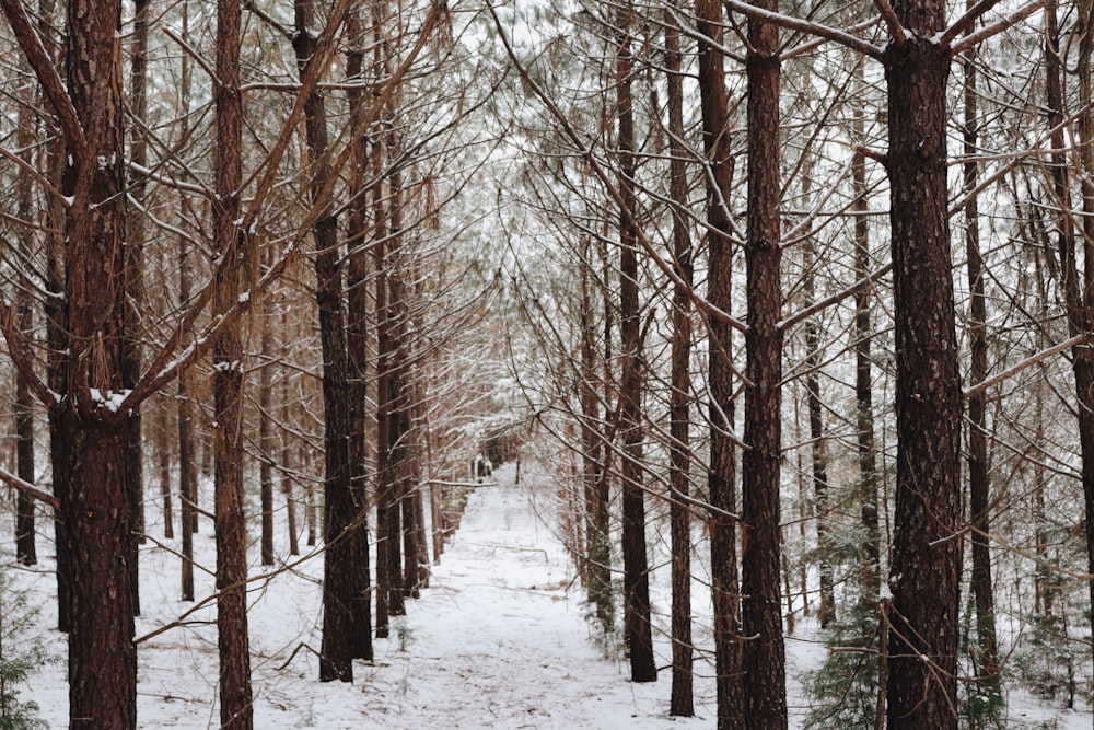 braune Bäume im Winter tagsüber