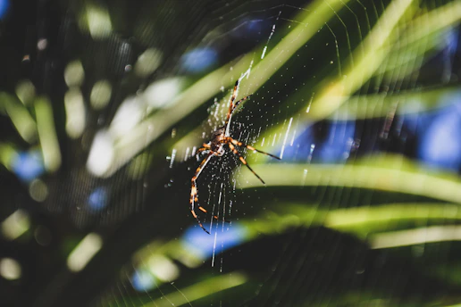 Close-up of a colorful spider weaving its intricate web in a sunlit forest.