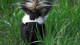 A skunk being gently relocated outdoors in a quiet, green area.