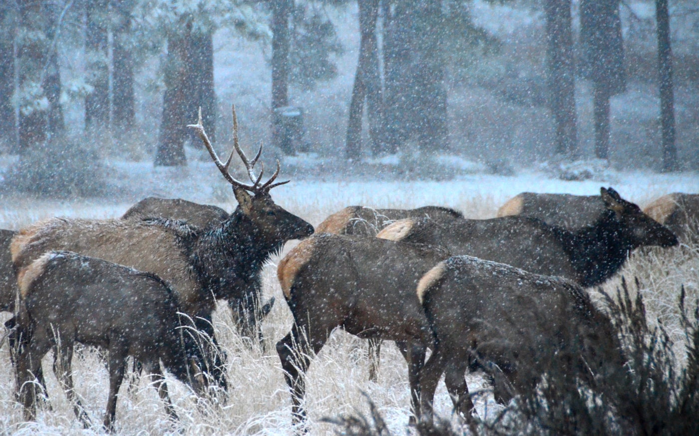Elk Country Chronicles – The Sounds of Elk Country Volume 9