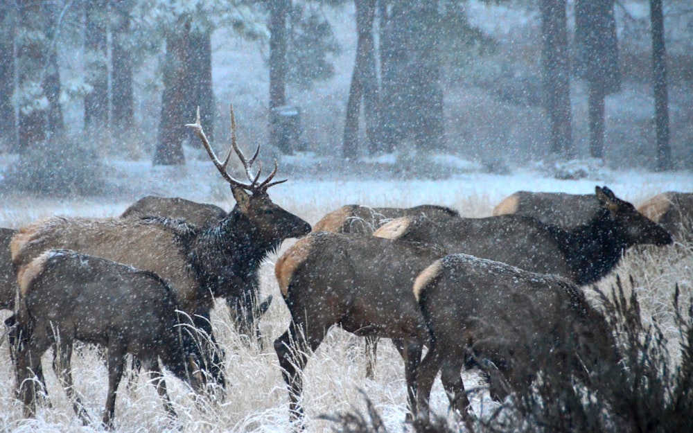 brown reindeer painting