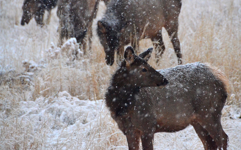 brown animal standing beside dried grass during snowy day