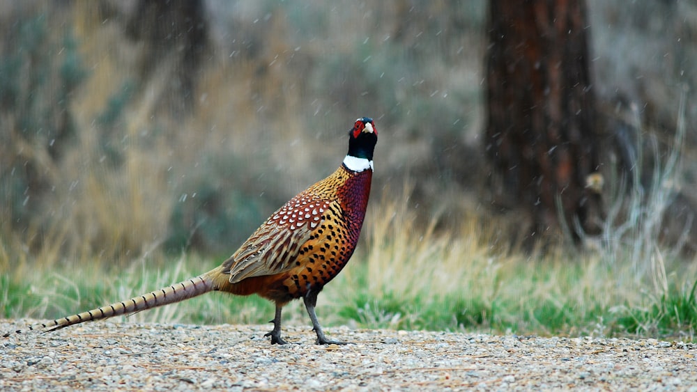 yellow, red, and black bird on ground