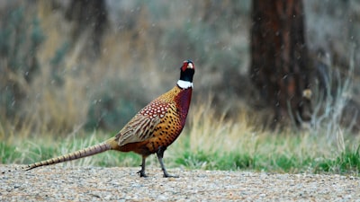 yellow, red, and black bird on ground