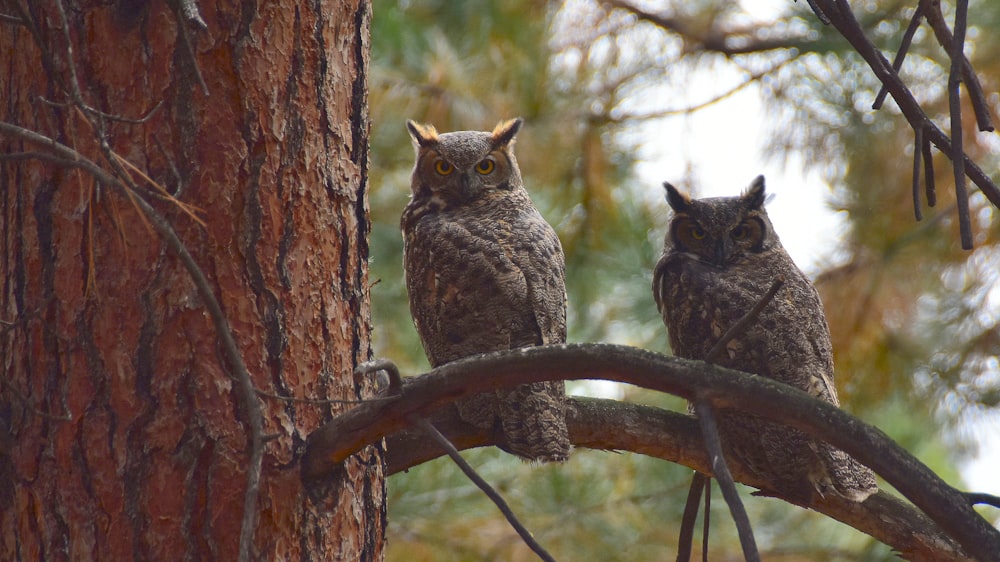 two gray owls perching on brown tree at daytime