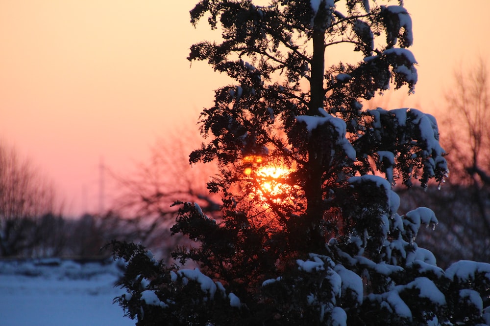 snow-covered tree with sunset background