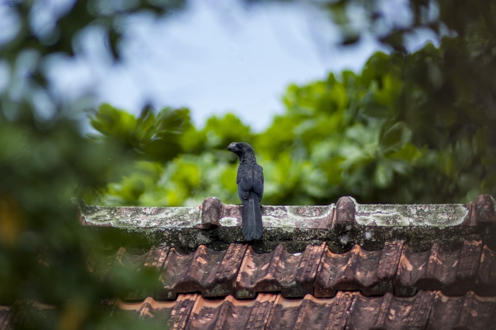 Pájaro negro en el tejado