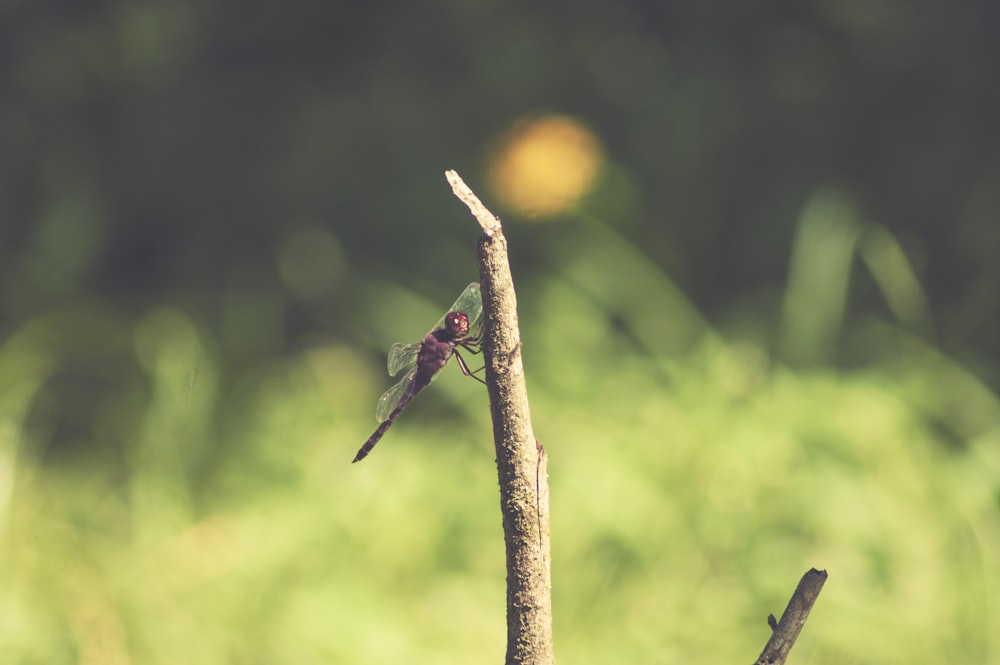 dragonfly on tree branch