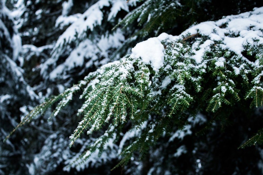 snow covered pine trees at daytime