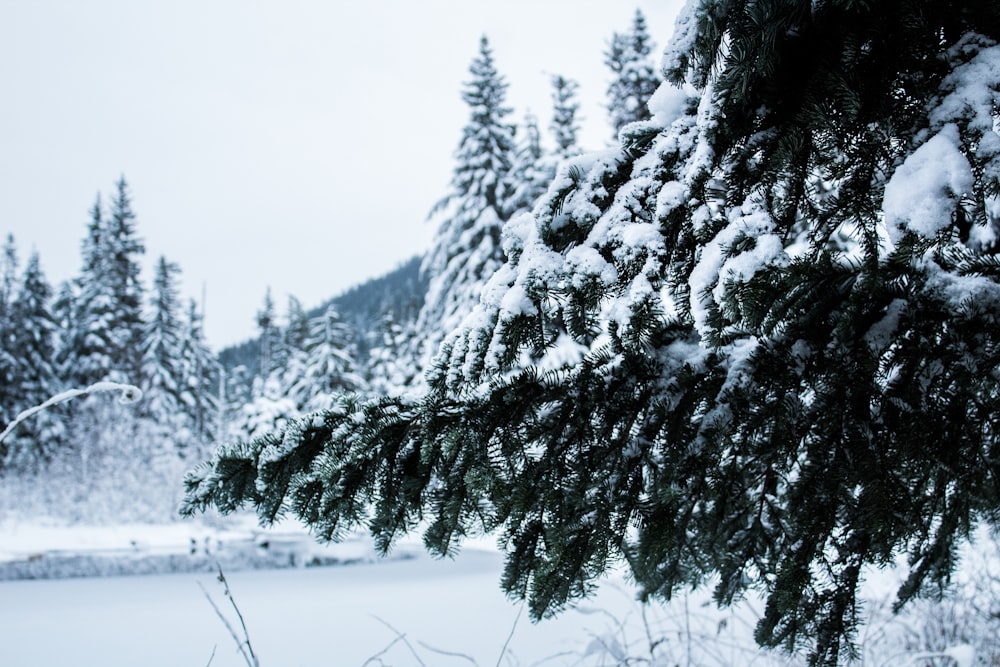 pine tree with snow
