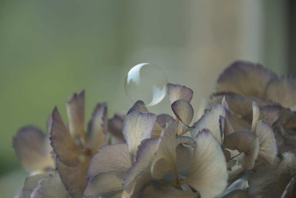 bubble on white and purple flowers during daytime