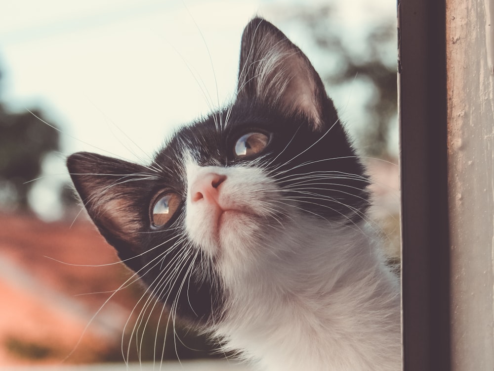 white and black cat behind wall in closeup photography