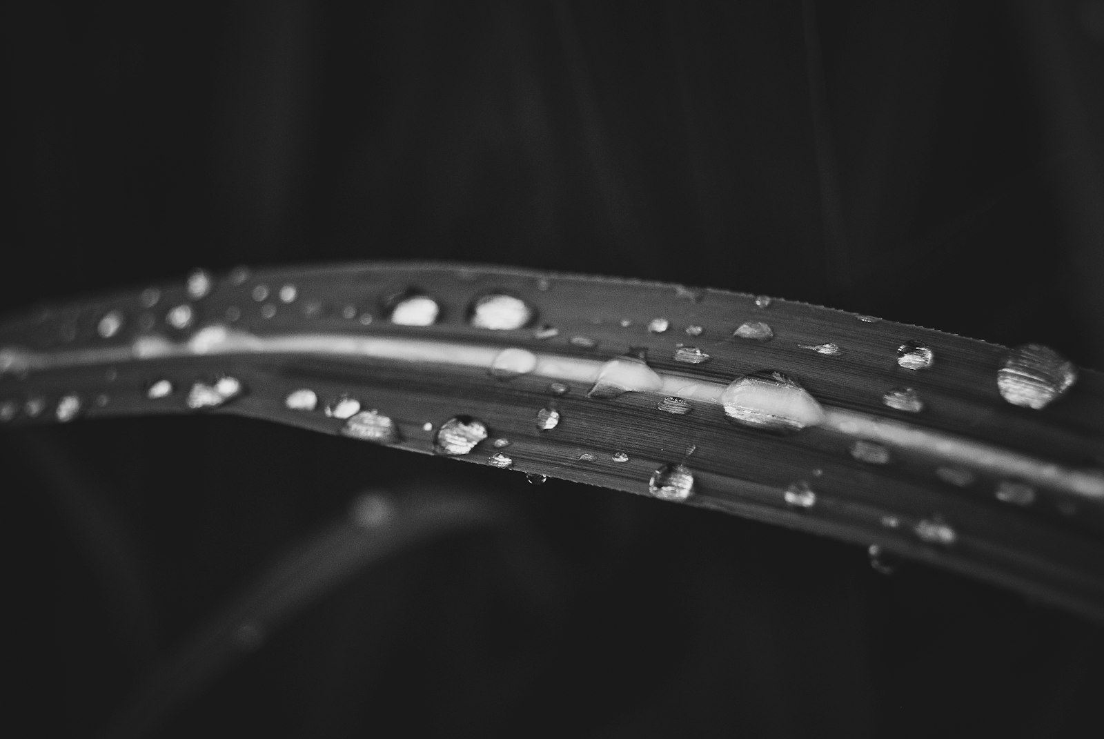 Nikon D60 + Nikon AF-S DX Nikkor 18-55mm F3.5-5.6G II sample photo. Water drops on leaf photography